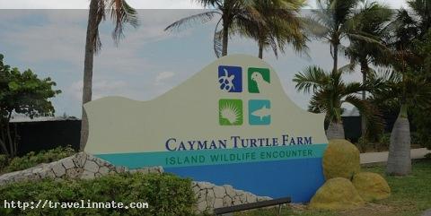 Cayman Turtle Farm