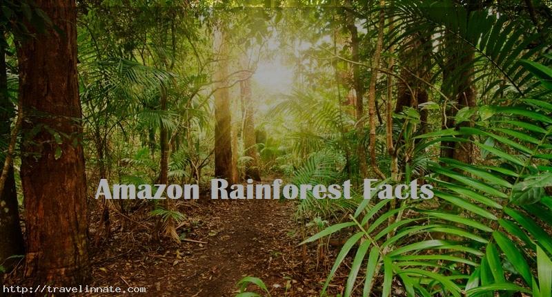 Amazon Rainforest Traveling Facts