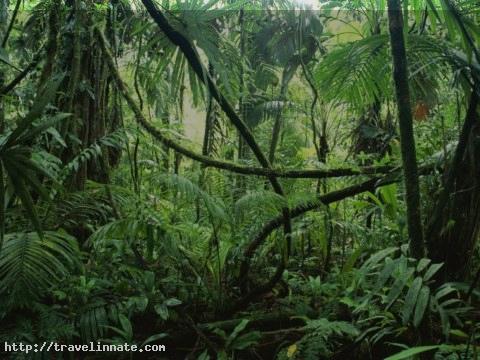 Amazon Rainforest (6)