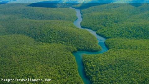 Amazon Rainforest (4)