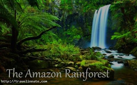 Amazon Rainforest (3)