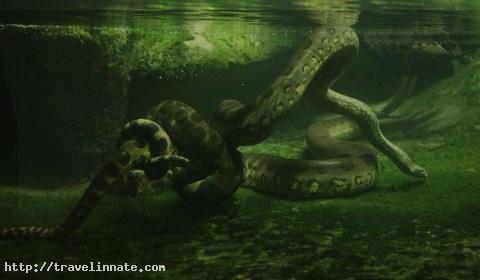 Amazon Rainforest snakes