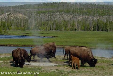 Yellowstone National Park (9)