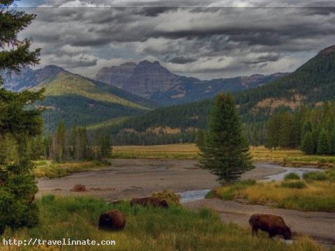 Yellowstone National Park (10)