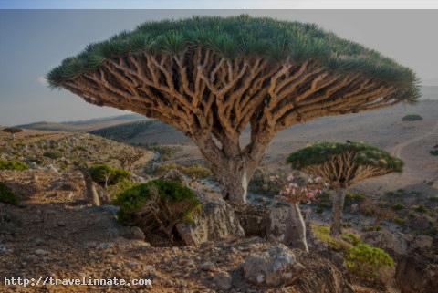 Socotra Island (7)
