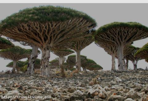 Socotra Island (6)