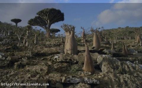 Socotra Island (4)