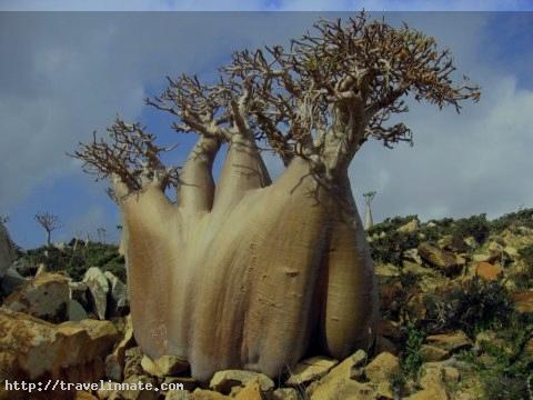 Socotra Island (2)