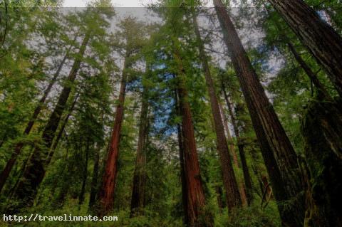 About 2,000-YEAR OLD REDWOODS found