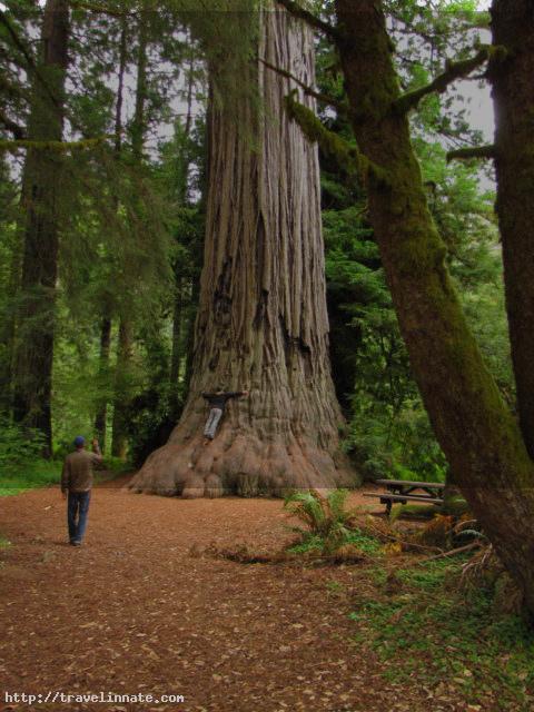 Hug to TALLEST TREES