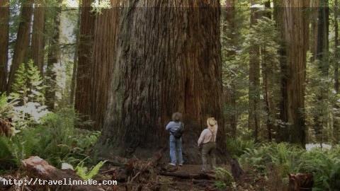 LATIN OR ENGLISH redwoods