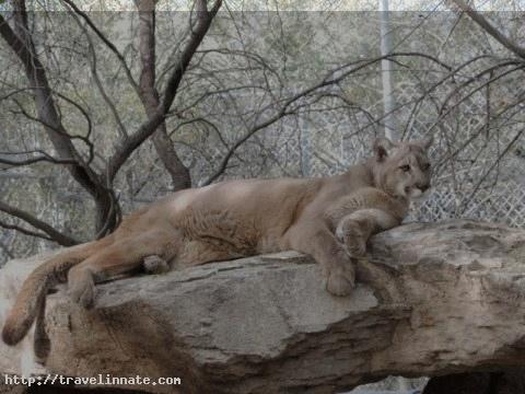 Southwest Wildlife Conservation Center