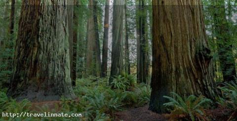 redwood forest (6)
