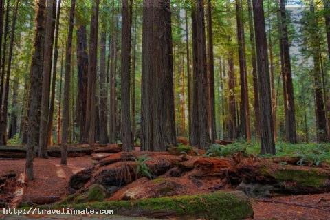 redwood forest (4)