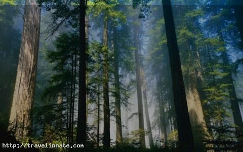 redwood forest (3)