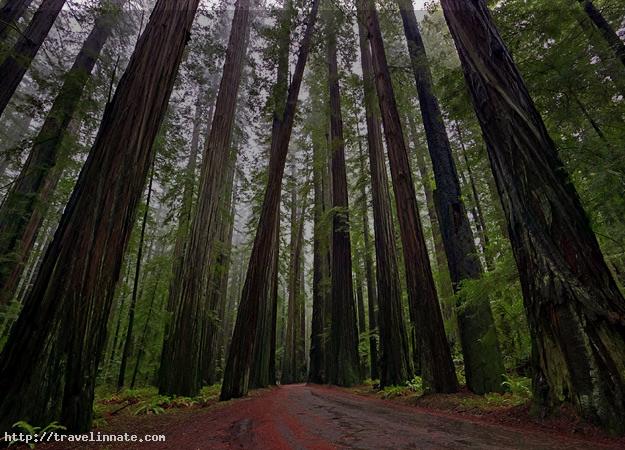 Top 8 Facts about Redwood Forest, California
