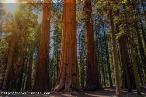 redwood forest (1)